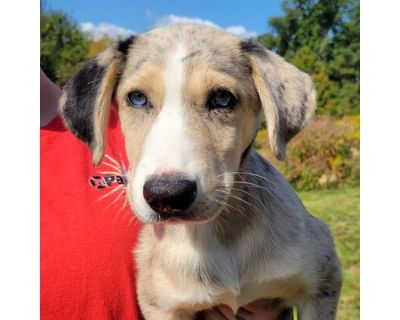 CT Hurricane - Catahoula Leopard Dog/Husky Mix Female Puppy for Adoption