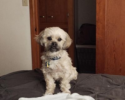 Chip - Lhasa Apso & Shih Tzu Mix Male Dog for Adoption