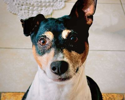 Bilbo (FL) - Rat Terrier Male Dog for Adoption