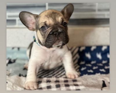 3 Male and 3 Female French Bulldog Puppies for Sale