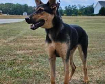 Berkley - German Shepherd Dog/Hound (Unknown Type) Mix Male Dog for Adoption