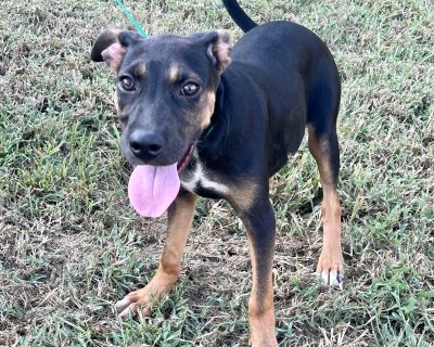 Push Pop - Labrador Retriever & Jack Russell Terrier Mix Female Puppy for Adoption