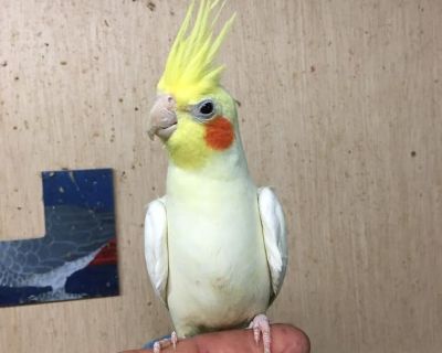 Craigslist cockatiels deals for sale