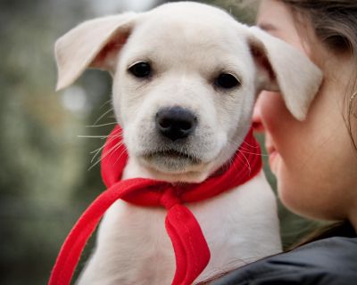 Introducing the Gilmore Girls Litter! These adorable mixed breed puppies were born on September 25, 2025 to their sweet Mama, Loralei. From day one, they ve been surrounded by love, care, and plenty of human interaction, making them social, confident, and ready to join a family. Their mom is a mid-sized sweetheart (about 40 pounds) who looks like a hound or feist mix. Dad is unknown, though a f...