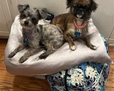 Athena and Scarlett - Pekingese/Standard Schnauzer Mix Female Dog for Adoption