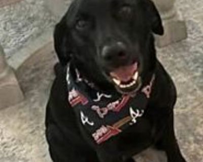 Harley - Labrador Retriever Male Dog for Adoption