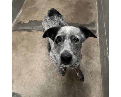 Oreo - Australian Cattle Dog Female Dog for Adoption