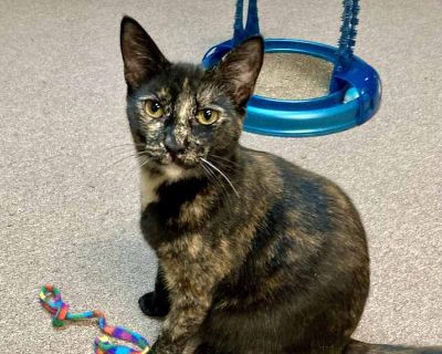 Maple - Domestic Shorthair Female Kitten for Adoption