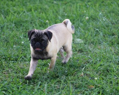 Annika a Fawn Female Pug is available. She is very playful and loves romping outside with children. Annika is up to date on her vaccinations and dewormings. Call or text with any more questions you might have. 660-342-4823 Ill be happy to help!