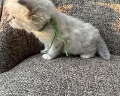 Show quality. Champion bloodlines. Breeding not allowed. Registered. Siberian kitten from TICA registered cattery NevaNineTails. Social, sweet and playful The price is $ 1,700 including: paperwork, medical book , all shots, and deworming. Kittens leave the cattery at the age of 3 months. $200 of reservation fees go towards the price. The balance is due at kitten pick up. If you need spay/neuter...