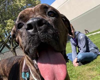 Magnolia - Cane Corso Female Dog for Adoption