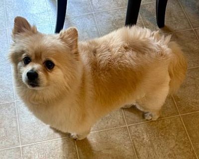 Bentley - Pomeranian Male Dog for Adoption