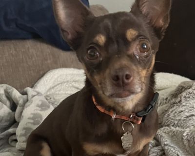 Pooka is a sweet, shy little girl who would be best suited for an adult only home and as an only animal. While she is good with other dogs, she would do best in a quite setting.. Characteristics Good with Dogs, Housetrained, Not Housetrained, Adult Only Home Preferred Health Vaccinations up to date, spayed / neutered.. Adult Female Small Yellow / Tan / Blond / Fawn