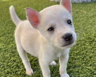 Health Vaccinations up to date.. Puppy Female Small White / Cream