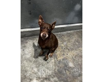 KLONI - Miniature Pinscher Male Dog for Adoption