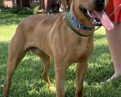 Pinto Beans - Black Mouth Cur Mix Male Puppy for Adoption