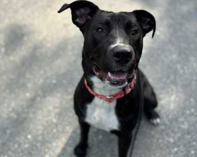 AC - Snickers - Pit Bull Terrier/Labrador Retriever Mix Male Puppy for Adoption