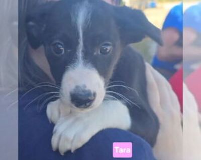 Baby * Location Alexander, AR, 72002 USA USA *. Dog Breed: Border Collie / Beagle / Mixed. PLEASE NOTE! Unless stated otherwise, our dogs and puppies are located in Arkansas, and transported to the north/northeast once adopted. We do occasionally have dogs/puppies placed in foster homes in the north/northeast. In the cases where the pet is somewhere other than Arkansas, it will be noted beside ...