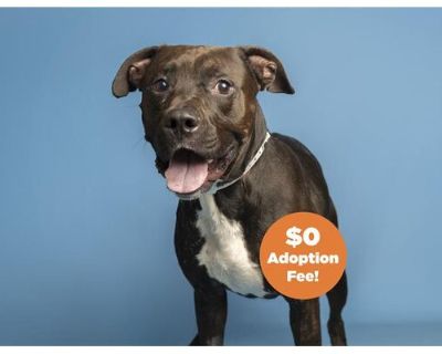 BRAD PITTIE - American Pit Bull Terrier Male Dog for Adoption