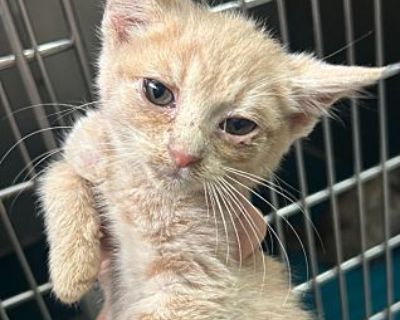 Red - American Shorthair Female Cat for Adoption