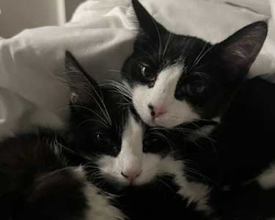 Want to meet? [ Fill out the Application ] , then email it to the contact in this bio.. Good with kids Good with dogs Good with cats Purebred Shots current Spayed / Neutered Housetrained. Breed Domestic Mediumhair Color Black & White or Tuxedo Age Kitten Sex Female Pet ID 22004577 Hair Length medium