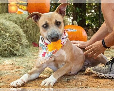 SASSY - Black Mouth Cur Mix Female Puppy for Adoption