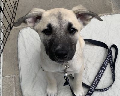 House-trained Yes Health Vaccinations up to date, spayed / neutered.. Young Male Medium