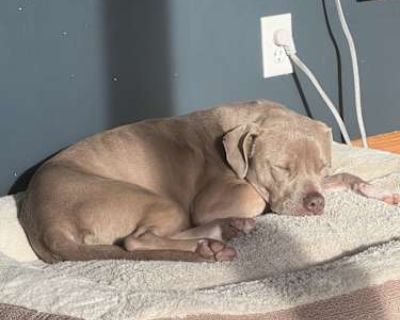 Dallas - American Pit Bull Terrier/Weimaraner Mix Male Dog for Adoption