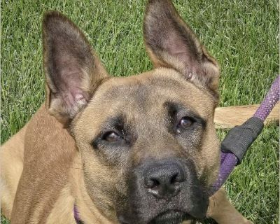 Born: December 24, 2024 I am currently 52lbs, and I am looking for my forever home. Adoption Donation: $500 Introducing Whiskey. He is a Belgian Malinois/German Shepherd, hoping for his forever home. Whiskey is a handsome pup with a heart full of love and a face that'll steal yours in a second. He's a pro at keeping his kennel clean and walks like a gentleman on the leash. Whiskey already knows...