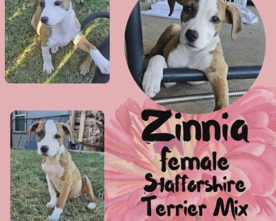 Out-of-town pets are cared for by non-local organizations who can make arrangements for the pet to be transported to your area. Learn More. Puppy Female Medium Tricolor (Brown, Black, & White) , White / Cream , Golden