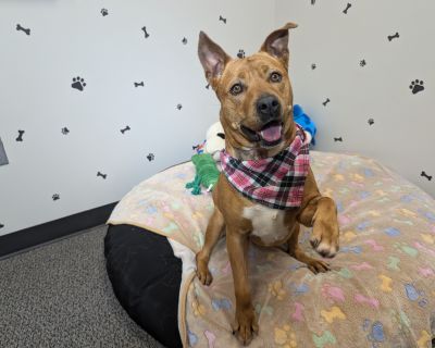 Pumpkin Bread - Terrier Mix Female Dog for Adoption