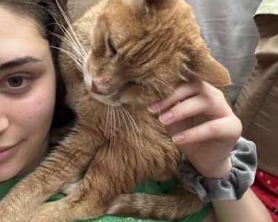 Cheddar - American Shorthair Male Cat for Adoption