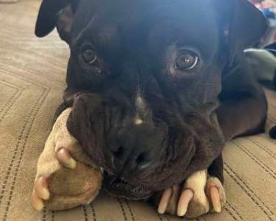 FAITH - Staffordshire Bull Terrier Female Dog for Adoption