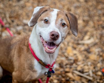 Speck-IN FOSTER - Mixed Breed Male Dog for Adoption