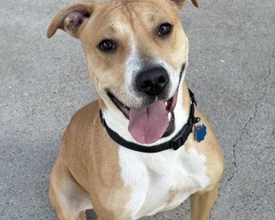 Moana - American Staffordshire Terrier Mix Female Dog for Adoption