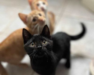 Phantom - Domestic Shorthair Male Kitten for Adoption