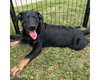 Grant - Labrador Retriever/Terrier (Unknown Type, Medium) Mix Male Puppy for Adoption