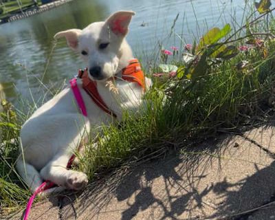 Danica - Labrador Retriever/Mixed Breed (Medium) Mix Female Puppy for Adoption