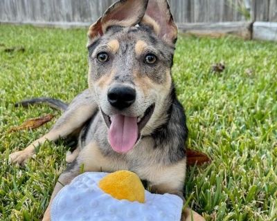 This cute thing is Gala Apple! Her coat is so stunning! She is currently 5 months old and weighs approximately 16 pounds. One of her siblings got DNA tested and here are the (super fun and crazy!) results: 26% Siberian husky 13% Boston terrier 11% great pyranees 8% chow chow 5% American pitbull terrier! What matters most is that she is adorable and is in one of the MOST desperate states in the ...