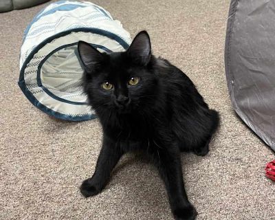 Pixie - Domestic Longhair Female Cat for Adoption