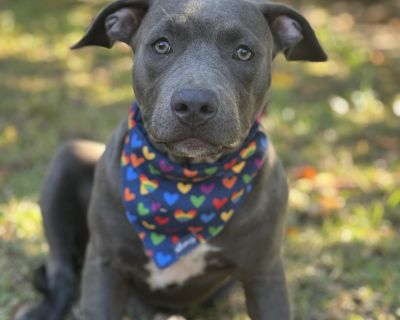Meet Lassie! This adorable girl is about 5 month old and weighs about 35 pounds. She is very sweet and affectionate. She loves to cuddle and play. Lassie is great with other dogs and hoping for a forever Home soon.. Characteristics Affectionate, Athletic, Friendly, Funny, Loves, Playful, Smart Health Vaccinations up to date, spayed / neutered.. Puppy Female Medium