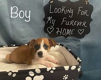 Jinx - Rat Terrier/Mixed Breed (Medium) Mix Male Puppy for Adoption