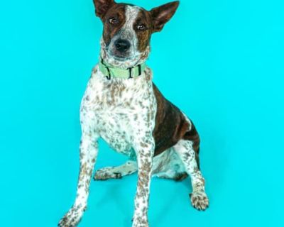 Garth - Australian Cattle Dog/American Pit Bull Terrier Mix Male Dog for Adoption