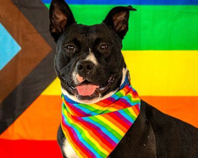 Little Baby - American Pit Bull Terrier Female Dog for Adoption