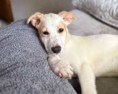 Dakota - Labrador Retriever/Mixed Breed (Medium) Mix Female Puppy for Adoption
