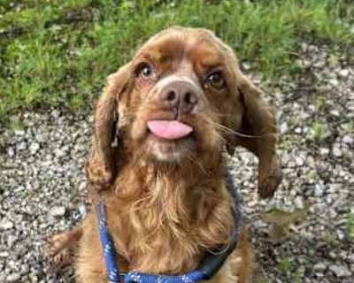 Luke - Cocker Spaniel Male Dog for Adoption