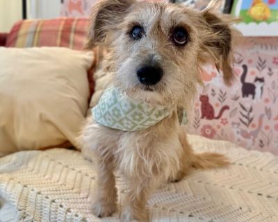 Meet Marty! Marty is a scruffy, lovable 4-year-old pup with a heart full of affection and a personality that will melt you instantly. He s currently living happily with other dogs and gets along wonderfully with all of them. Marty is fully potty trained and knows how to use the doggie door like a pro! This sweet boy loves to give hugs, soak up belly rubs, and be right by your side. He s had exp...