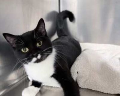 Are you looking for a kitty who s frogging awesome? I m Frog, a young adult cat who was found near Hayfield in July and went to a foster home because I was pregnant. Soon afterward, I gave birth to one kitten, Turtle. I like people and do well with them, but since being in my foster home, I have not been fond of other cats. I ve even been grumpy with Turtle! My foster mom said that she named me...