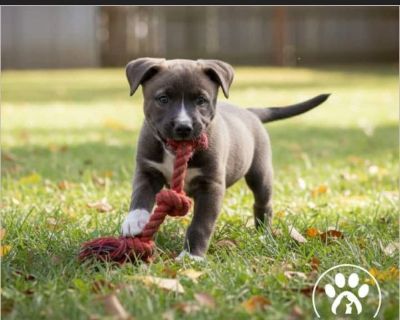 %BD %BD%BD %BD %BD%BD%90%BE Meet Yuri! %BD %BD%BD %BD %BD%BD%90%BE Yuri is already perfecting the art of being cute. With his soft puppy fur and curious little nose, this boy is impossible not to fall in love with. His mom is a black Lab-type, and his handsome markings suggest some German Shepherd in the mix. We expect Yuri to grow into a medium-to-large dog, just right for a lifetime of play a...