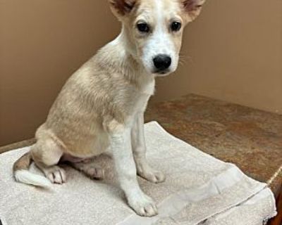 Balto - Husky/German Shepherd Dog Mix Male Puppy for Adoption